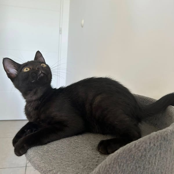 MANOLO