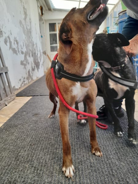 Dolly chienne Réunion