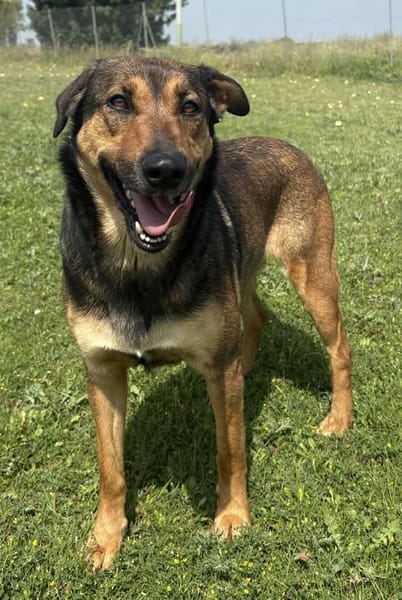 NIKITA