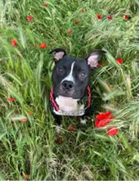 TITO