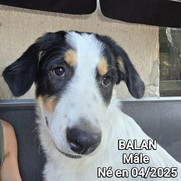 Balan