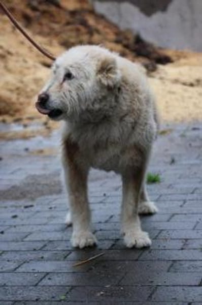 Sandy - hübsche Wuschelhündin
