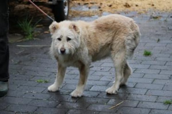Sandy - hübsche Wuschelhündin