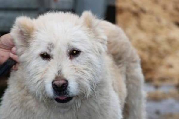 Sandy - hübsche Wuschelhündin