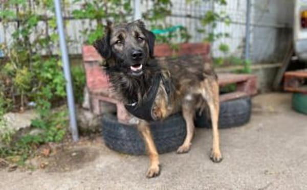 Amal sucht sein Zuhause