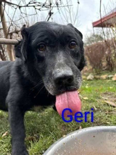 💐🐾Geri sucht seine Menschen🐾💐