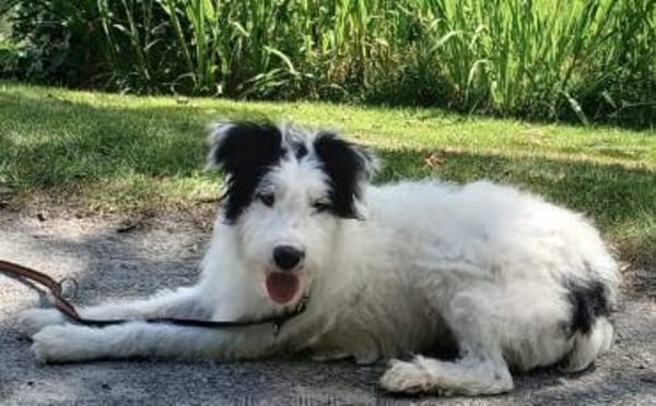 Unsere liebe Flora sucht ihr Zuhause