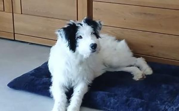 Unsere liebe Flora sucht ihr Zuhause