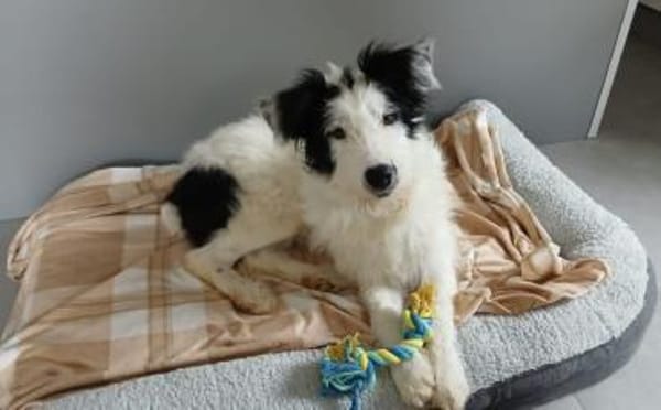 Unsere liebe Flora sucht ihr Zuhause