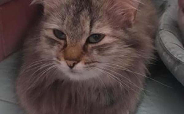 Schönheit Lucy sucht dich