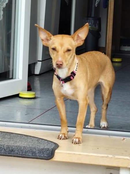 Lola wartet auf ihr Zuhause