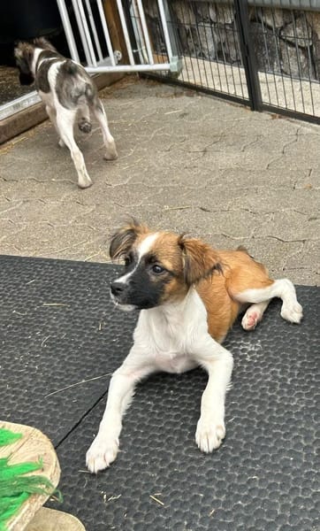 Erbse sucht ihre Familie