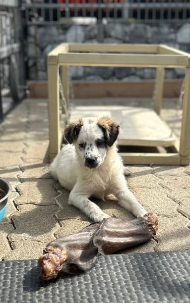Smartie auf der Suche