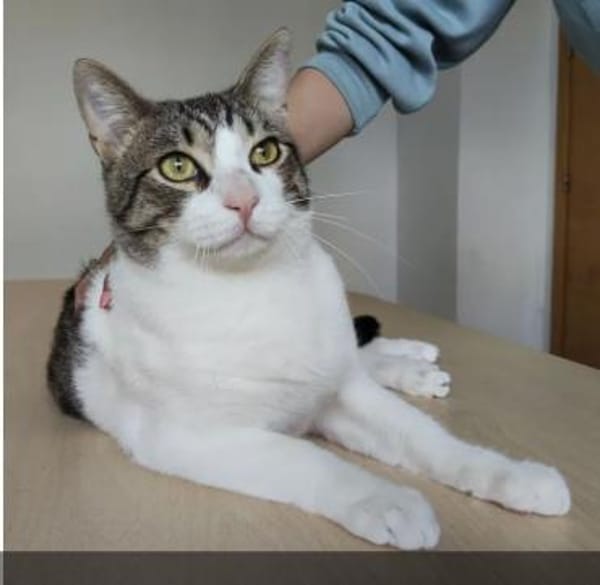 Raúl - zutraulicher, lieber Kater