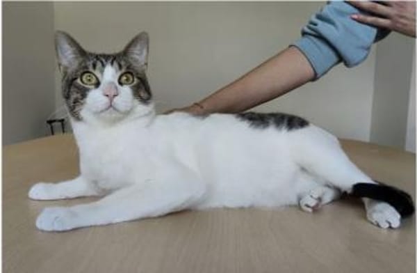 Raúl - zutraulicher, lieber Kater
