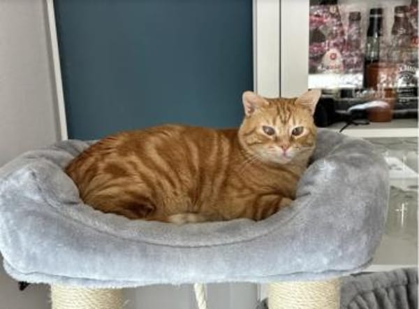 Tasio - wunderhübscher, lieber Kater
