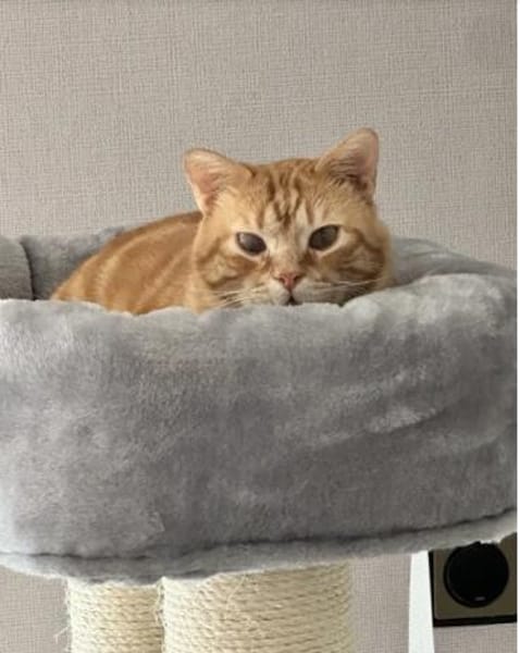Tasio - wunderhübscher, lieber Kater