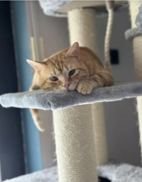 Tasio - wunderhübscher, lieber Kater