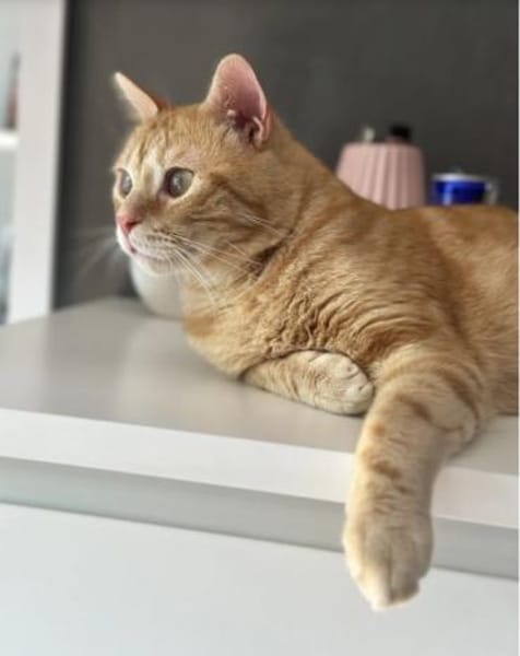 Tasio - wunderhübscher, lieber Kater
