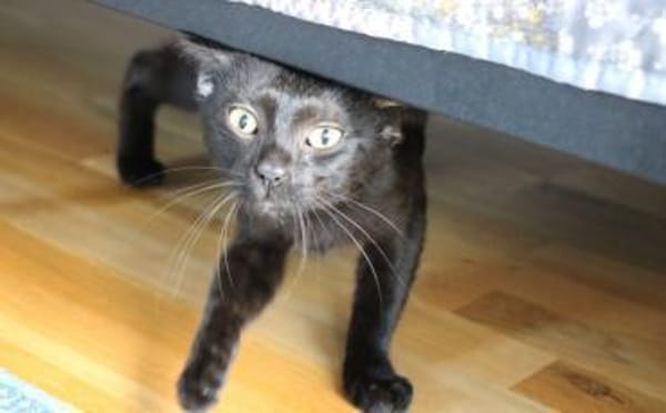 Batman sucht sein Für-Immer-Zuhause