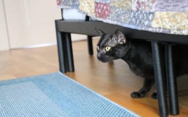 Batman sucht sein Für-Immer-Zuhause
