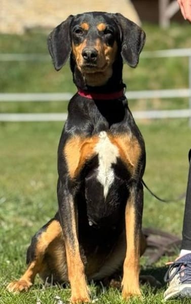 Samira 1,5 Jahre Bracken Mix