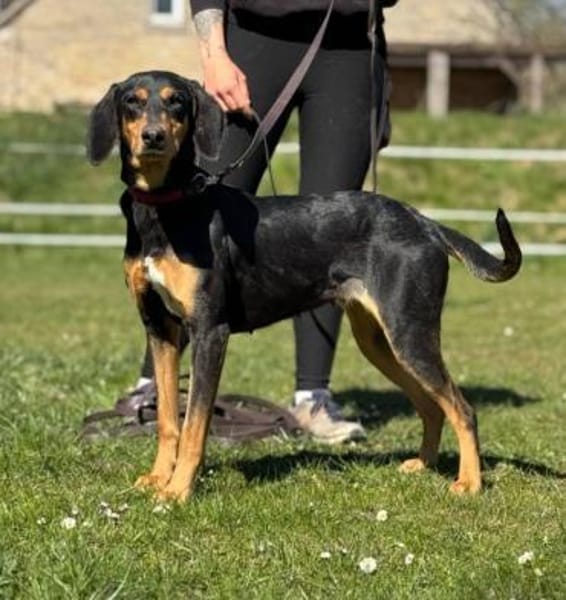 Samira 1,5 Jahre Bracken Mix