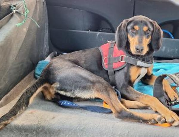 Samira 1,5 Jahre Bracken Mix