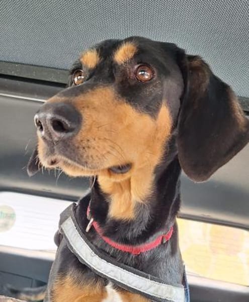 Samira 1,5 Jahre Bracken Mix