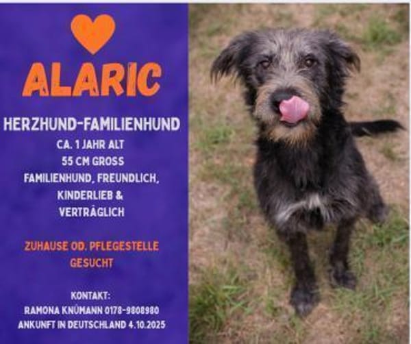 ALARIC - Sanfter Rüde