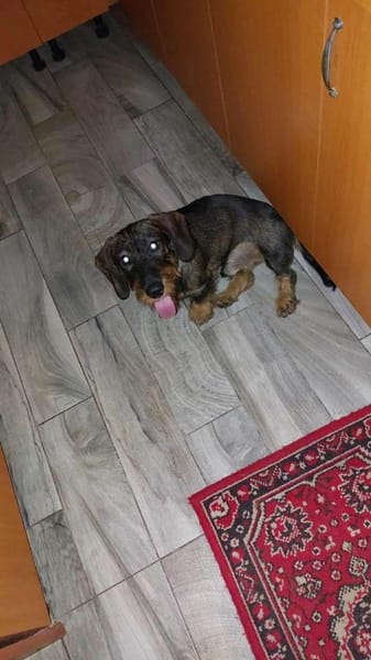 🐾Franz sucht liebe Menschen🐾