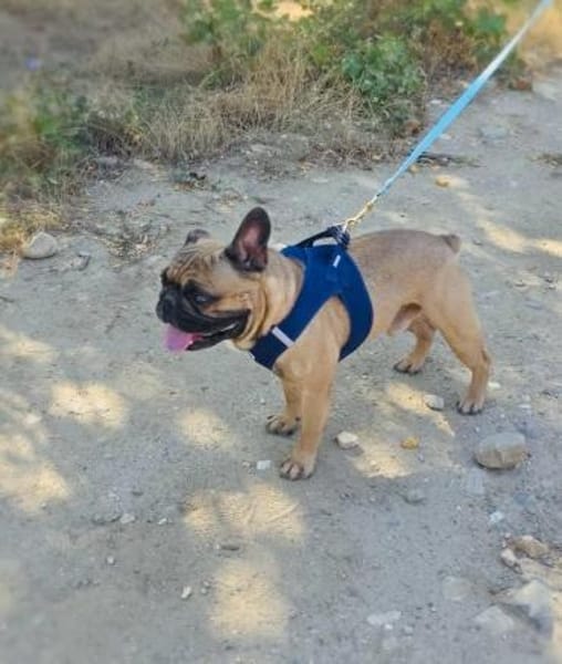 Französische Bulldogge Rich