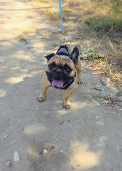 Französische Bulldogge Rich