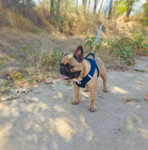 Französische Bulldogge Rich