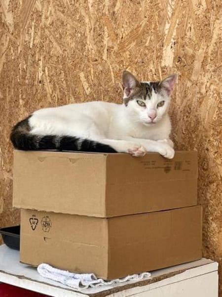 Sunny  sucht Zuhause mit Freigang