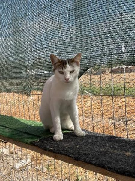 Sunny  sucht Zuhause mit Freigang