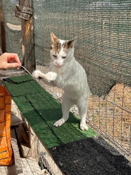 Sunny  sucht Zuhause mit Freigang