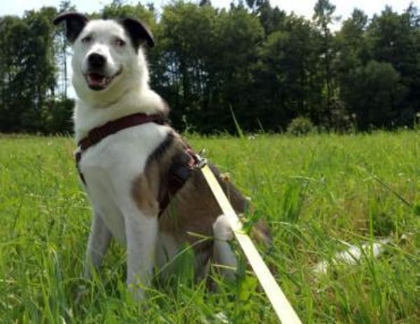 katzenlieber, kastrierter, mittelgroßer