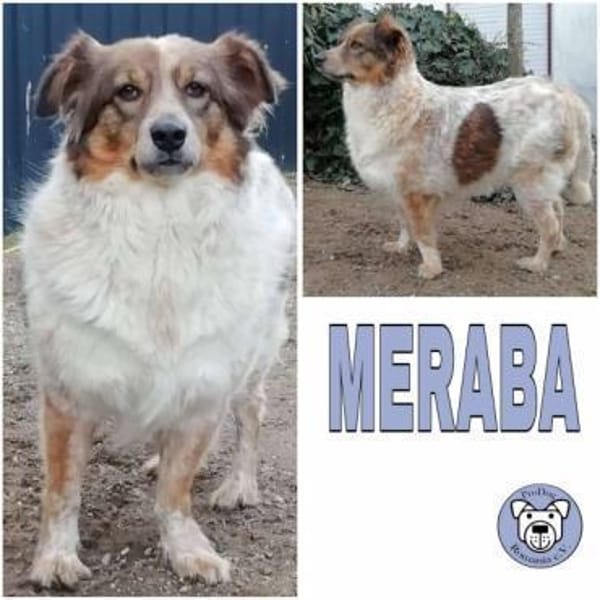 MERABA -Harn- und Stuhlinkontinent-