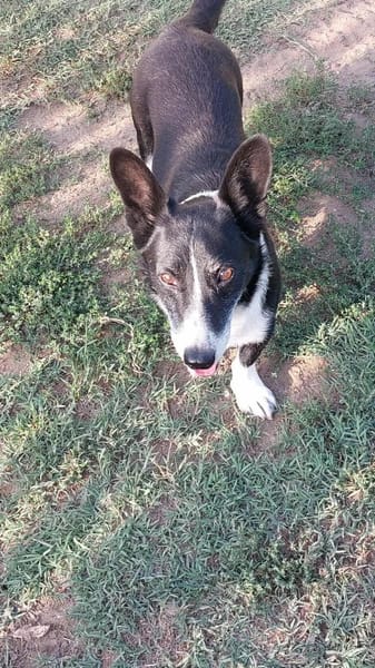 🐕🐶🐾Pommi sucht sein Zuhause🐾🐶🐕