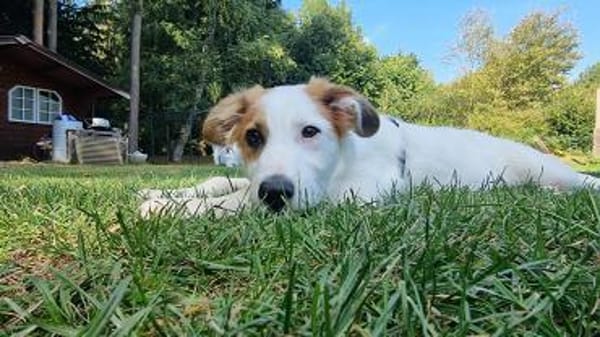 Verspielte Tonya sucht Zuhause