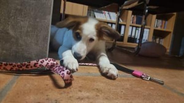 Verspielte Tonya sucht Zuhause