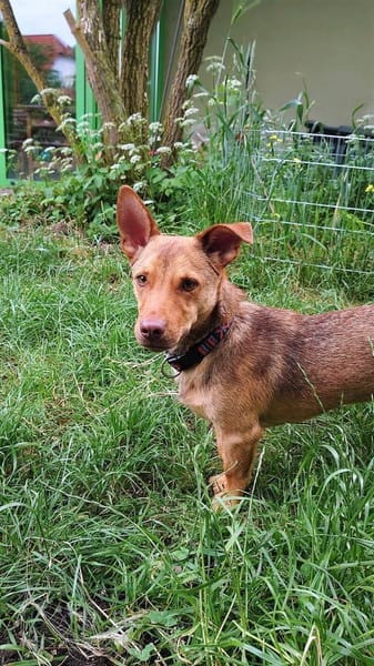Traumhund Taylor sucht seine 2. Chance