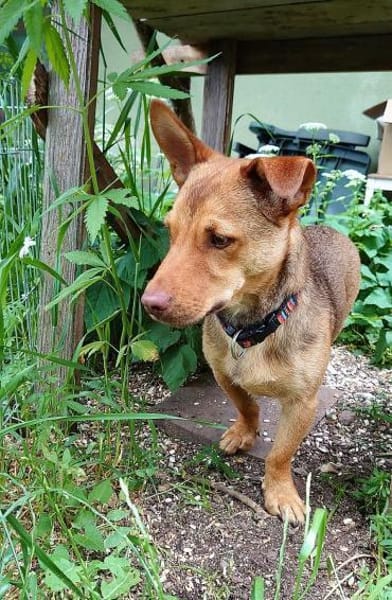 Traumhund Taylor sucht seine 2. Chance