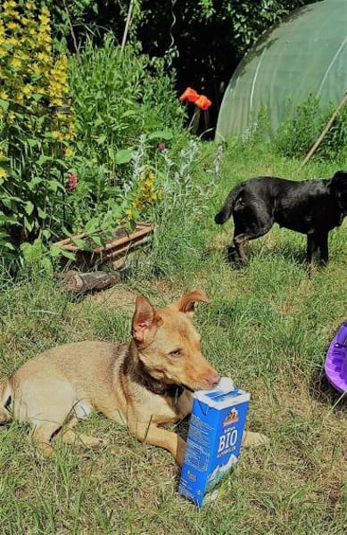 Traumhund Taylor sucht seine 2. Chance