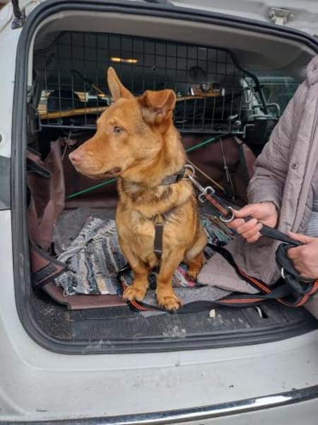Traumhund Taylor sucht seine 2. Chance