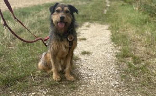 Hundebub Smartie sucht sein Zuhause!