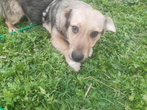 🐾❤ MICHEL auf PS in 04349 LEIPZIG
