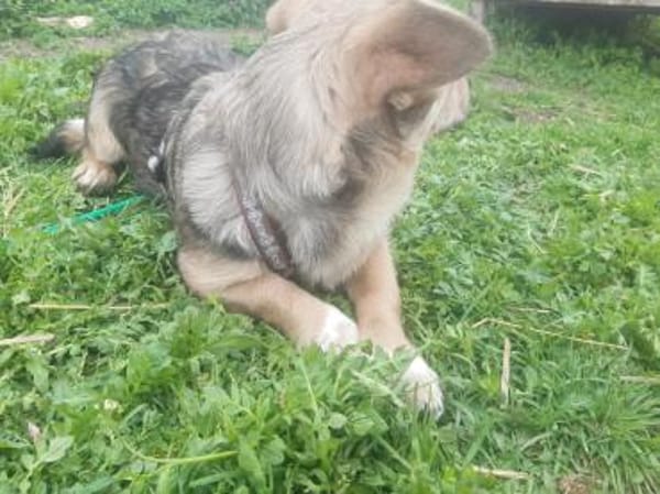 🐾❤ MICHEL auf PS in 04349 LEIPZIG