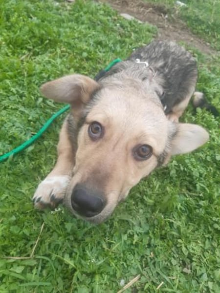 🐾❤ MICHEL auf PS in 04349 LEIPZIG